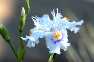 Close-up of white flowers on plant