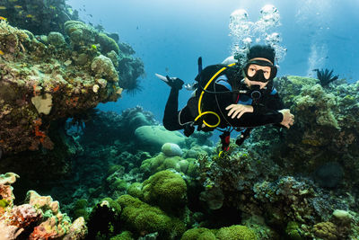 Diver exploring coral at the great barrier reef