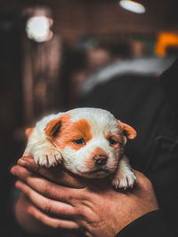 Close-up of hand holding puppy