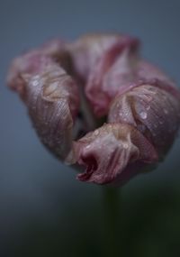 Close-up of flower