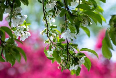 Close-up of flowering plant