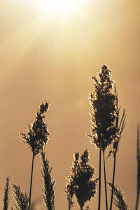 Low angle view of flowering plant against sky