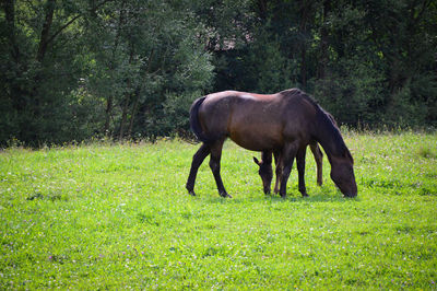 Cows grazing on grassy field