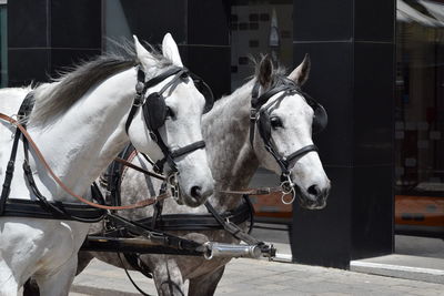 Close-up of horses