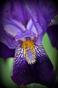 Close-up of flower