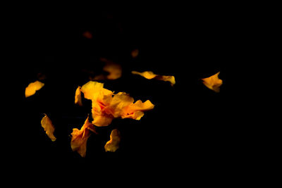 Close-up of yellow flowers against black background