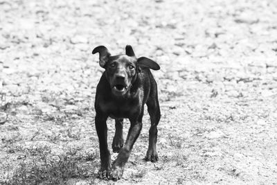 Portrait of dog running on field