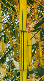 Close-up of yellow lizard on tree
