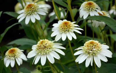 Close-up of white daisy flowers