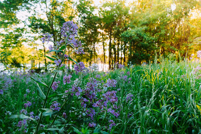 Purple flowering plants in garden