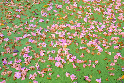 High angle view of pink flowering plants on field