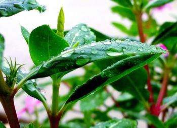 Close-up of water drops on leaf