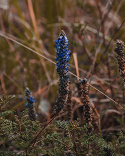 Close-up of purple flowering plant on field