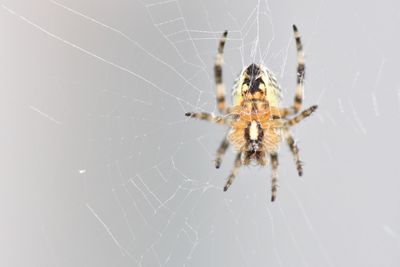 Close-up of spider on web