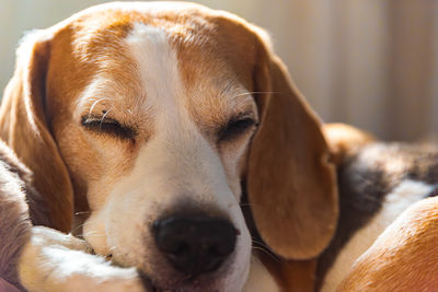 Close-up of dog