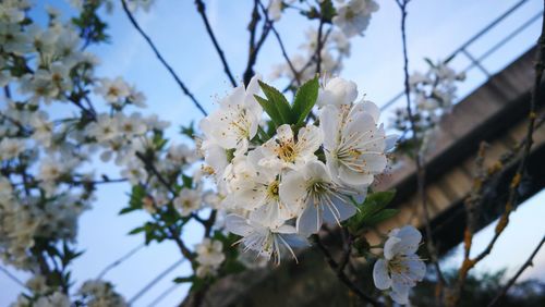 Close-up of white cherry blossom tree