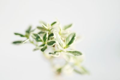 Close-up of plant against white background