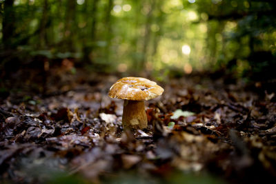 Close-up of mushroom growing in forest