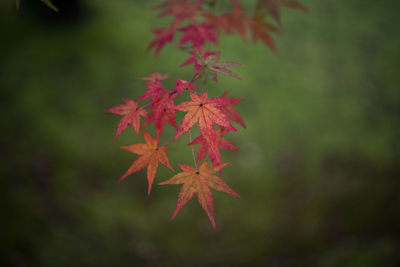 Close-up of plant against blurred background