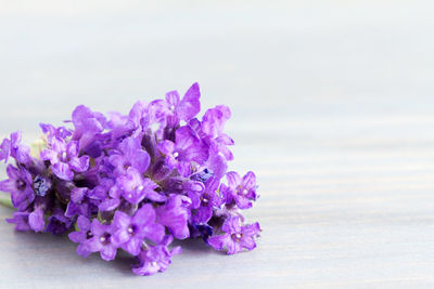 Close-up of purple flower on white background