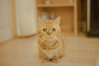 Close-up portrait of cat sitting at home