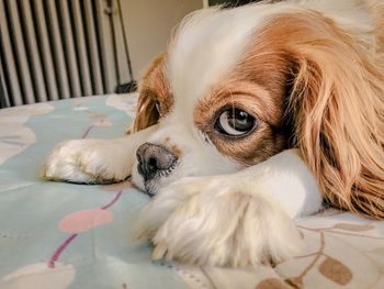 Close-up portrait of a dog