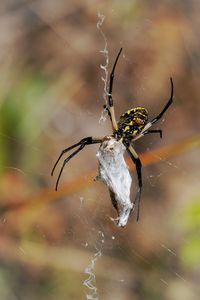 Close-up of spider on web