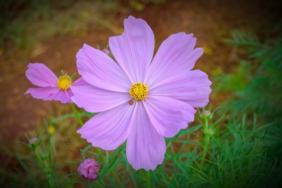 Close-up of purple cosmos flower on field