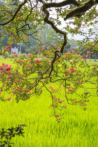 Close-up of fresh flower tree