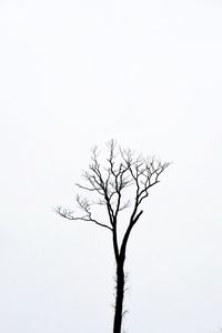 Bare trees against clear sky