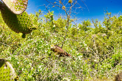 Lizard on a field
