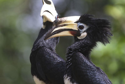 Close-up of a bird