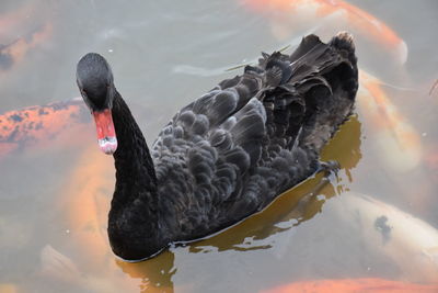 Swan swimming on lake