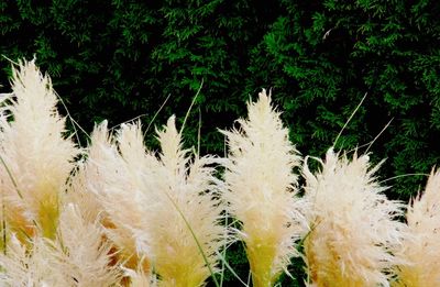 Plants growing on field