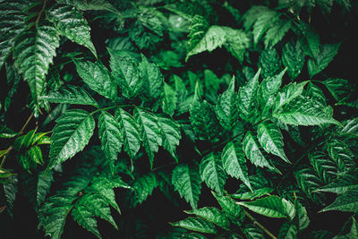 Close-up of wet leaves on rainy day