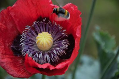 Close-up of red poppy flower