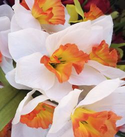 Close-up of flowers blooming outdoors