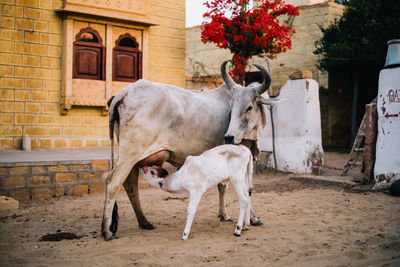 Cow and calf, maternal instinct. india