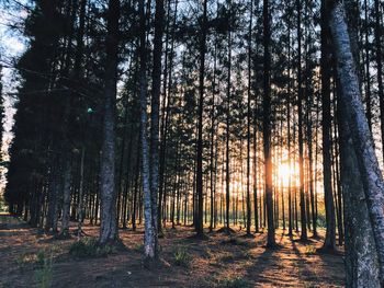 Sunlight streaming through trees in forest