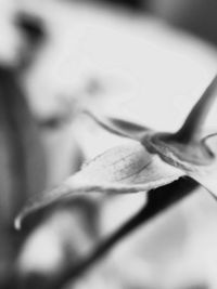 Close-up of leaves against blurred background