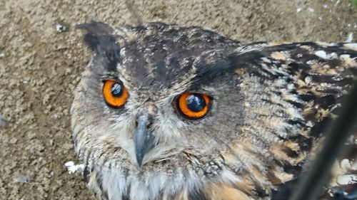 Close-up portrait of eagle