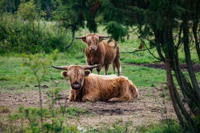 Long-hair cows on field.