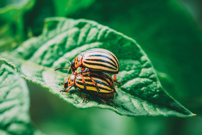 Close-up of insect on leaf