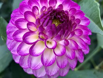 Close-up of pink rose flower