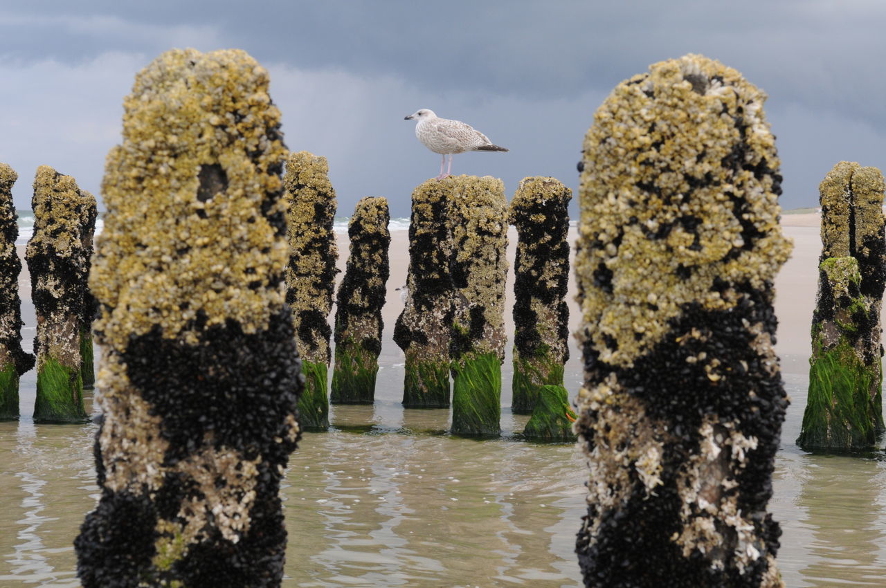 water, animal themes, animal, animal wildlife, bird, wildlife, nature, rock, flower, one animal, no people, reflection, sky, plant, tree, lake, day, outdoors, cloud, perching