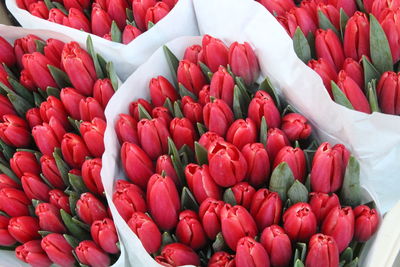 High angle view of red tulips in market