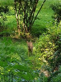 Deer in a forest