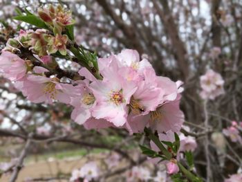 Close-up of pink flowers on branch