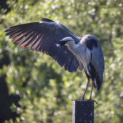 Close-up of bird flying