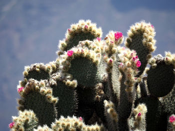 Close-up of flowers against blurred background